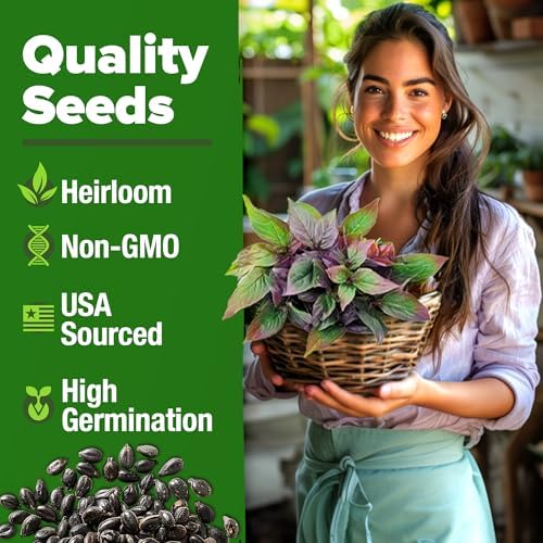 HOME GROWN Thai Basil Seeds, 438 Seeds, Ocimum basilicum VAR. thyrsiflora - Image 2