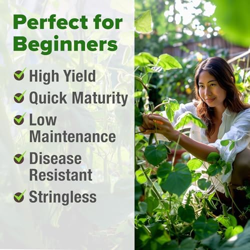 HOME GROWN Contender Bush Bean Seeds, 28+ Seeds, Phaseolus vulgaris - Image 4