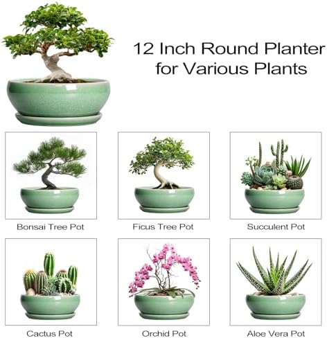 SQOWL Succulent Planter 12 Inch, Ceramic Bonsai Pots with Saucer, Green - Image 7
