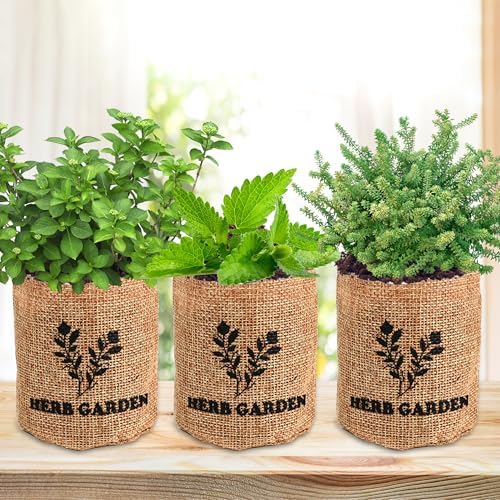 Indoor Herb Garden Starter Kit, Including A Complete Gardening Tools for Women Parents Gift - Image 5