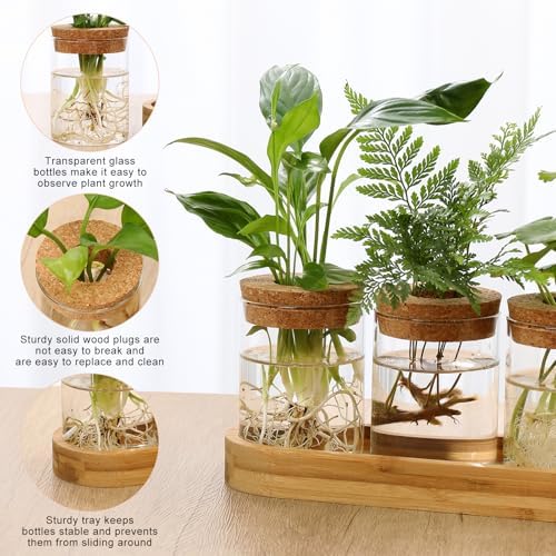 Plant Propagation Stations,3 Pcs Glass Vases with Wooden Stand &Lid - Image 2