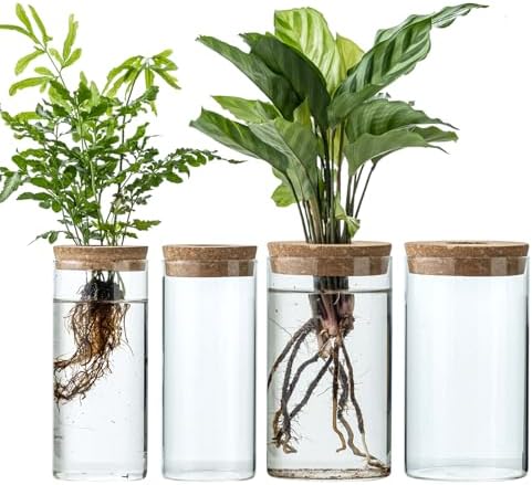 Propagation Vases for Plants, Set of 4(2 Large & 2 Small) Glass Plant Propagation Stations, Plant Propagation Jars for Home Office Windowsill Tabletop Decoration (4) by JGKYLDZ