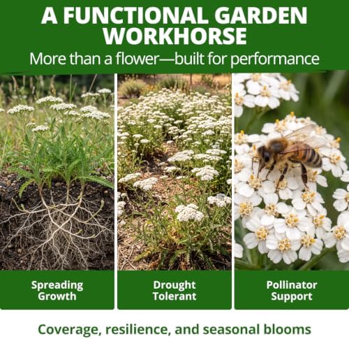 HOME GROWN White Yarrow Seeds, 8,000 Seeds, Achillea millefolium - Image 5