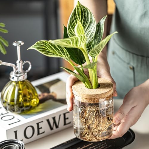 Glass Propagation Stations for Plants -Desktop Flower Vases,Propagation Flower Vases Set – 6 Large & 6 Small for Plant Cuttings，for Living Room, Bedroom Decoration,Home,Office Decor (12) - Image 5