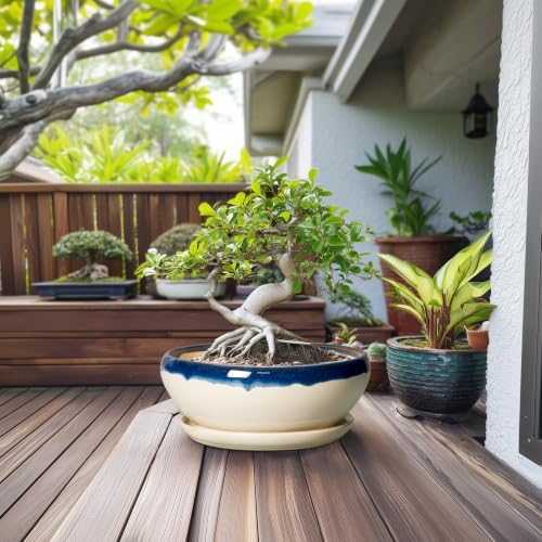 SQOWL Bonsai Tree Pots, 12 Inch Ceramic Succulent Planters, Blue-Beige - Image 3