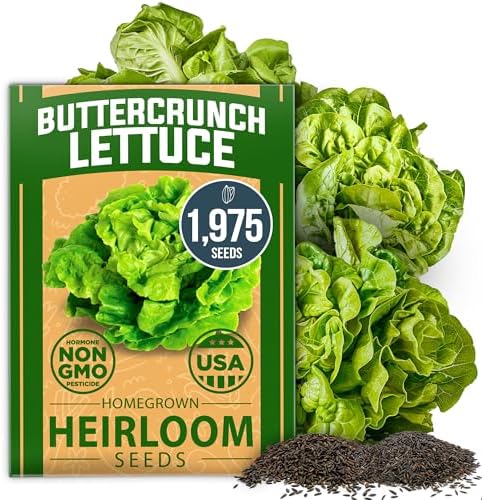 HOME GROWN Buttercrunch Lettuce Seeds, 1,975+ Seeds, Lactuca Sativa by HOMEGROWN