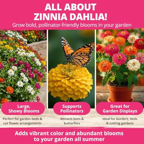 HOME GROWN Zinnia Dahlia Seeds, 524 Seeds, Zinnia elegans - Image 5