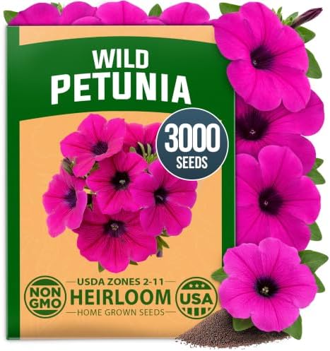 HOME GROWN Wild Petunia 3000 Flower Seeds Petunia violacea by HOMEGROWN