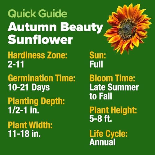 HOME GROWN Autumn Beauty Sunflower Seeds, 40 Seeds, Helianthus annuus - Image 4