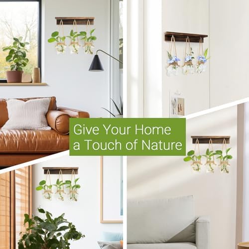 XXXFLOWER Wall Hanging Propagation Station with 3 Star-Shaped Glass Vase - Image 5