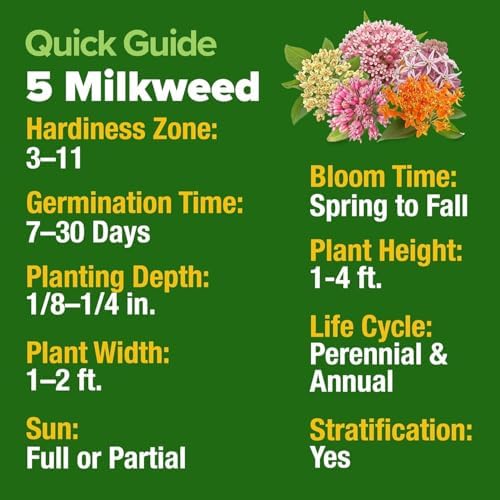 HOME GROWN Milkweed Seeds, 5 Variety Mix, 500+ Seeds, Asclepias syriaca - Image 3