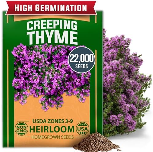 HOME GROWN Purple Creeping Thyme Seeds, 22,000+ Seeds, Thymus serpyllum by HOMEGROWN