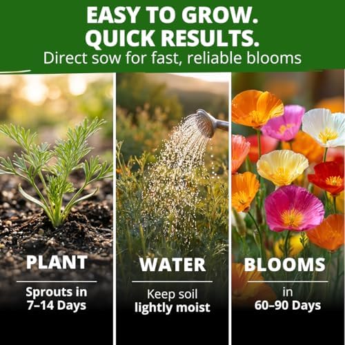 HOME GROWN Poppy Seeds, Formula Mix, 1,000 Seeds, Eschscholzia californica - Image 4