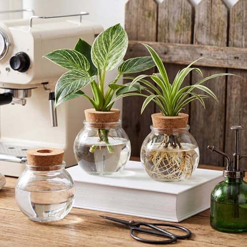 12 Pack Glass Plant Propagation Stations, Spherical - Image 6