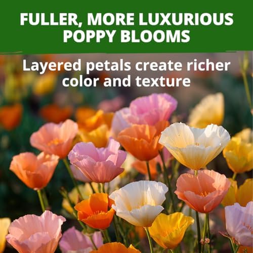 HOME GROWN Mission Bells Poppy 6000 Flower Seeds Eschscholzia californica - Image 5