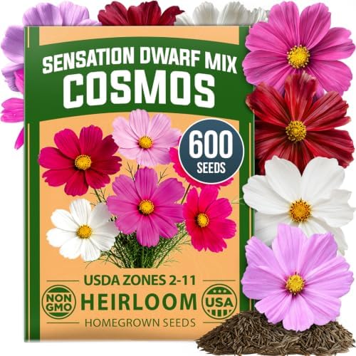 HOME GROWN Sensation Dwarf Mix 600 Cosmos Flower Seeds Cosmos bipinnatus by HOMEGROWN