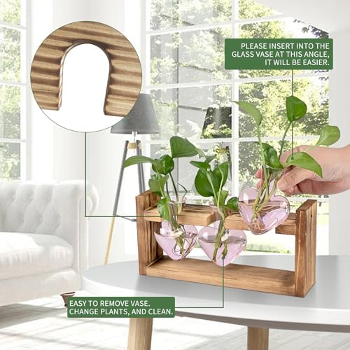 Plant Terrarium Propagation Stations Hydroponics - Image 2