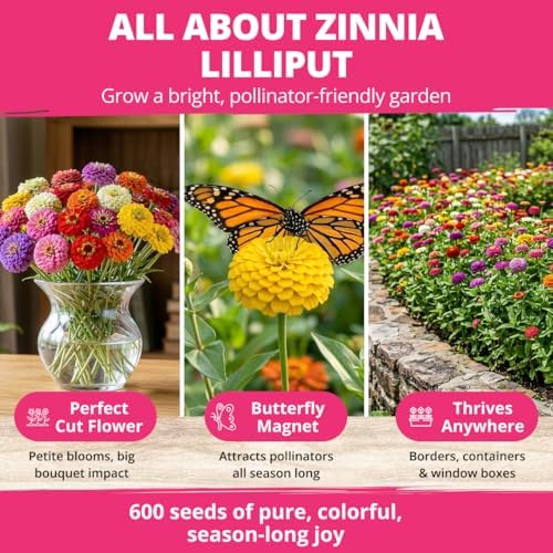 HOME GROWN Zinnia Seeds, Lilliput Mix, 2,500 Seeds, Zinnia elegans - Image 3