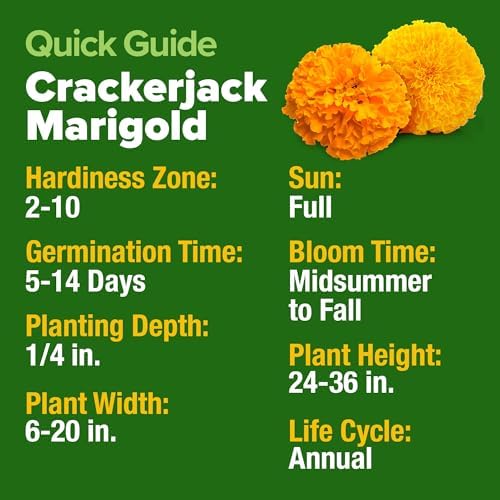 HOME GROWN Crackerjack African Marigold Seeds, 5,600+ Seeds, Tagetes erecta - Image 5