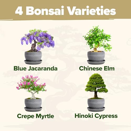 HOME GROWN Bonsai Tree Starter Kit, 4 Varieties, Indoor Gardening Gift Set - Image 3