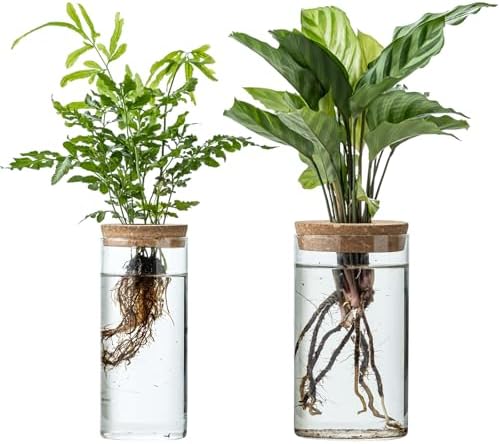 Propagation Vases for Plants, Set of 2(1 Large & 1 Small) Glass Plant Propagation Stations, Plant Propagation Jars for Home Office Windowsill Tabletop Decoration (2) by JGKYLDZ