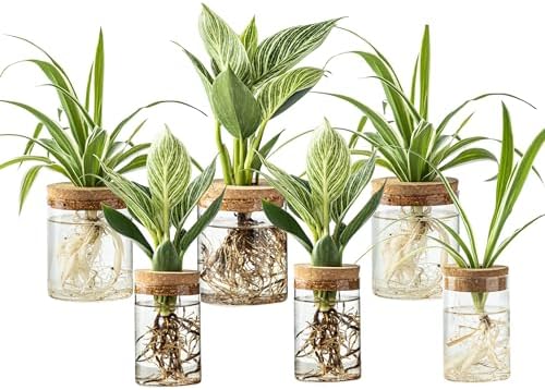 Plant Propagation Station,Hydroponic Glass Container Vase 2 Sizes Planter Propagated Jars for Desks, Houses, Garden Decorations,Home Kitchen Decorations and Gifts cu.20.5 (6pcs) by HOME