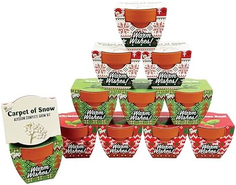 BUZZY Seeds Holiday Sweater Grow Kit 12-Pack, Terracotta Pots, Assorted by BUZZY