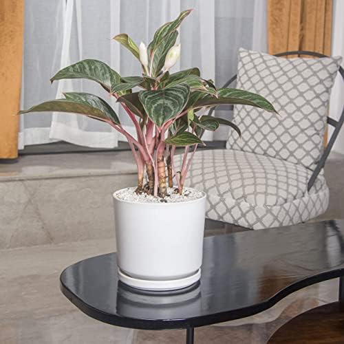 Ekirlin 7 inch Plant Pots,Ceramic Flower Planters Indoor,Modern Succulents Containers with Drain Hole Saucer,Decorate Home,Office & Outdoor (White) - Image 4