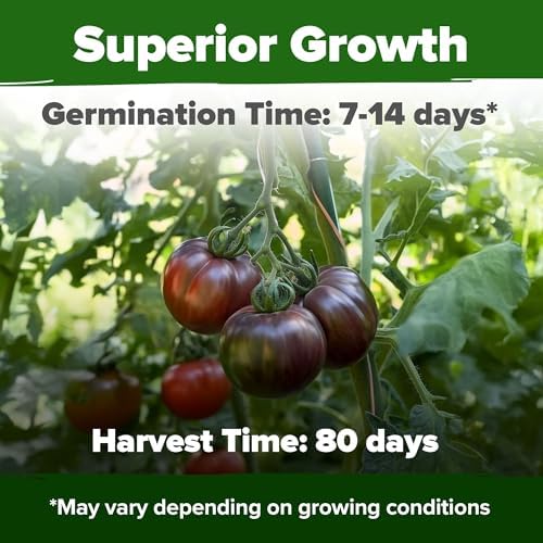 HOME GROWN Cherokee Purple Tomato Seeds, 106+ Seeds, Solanum lycopersicum - Image 5