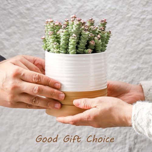HASENSE Small Plant Pots, 4.6 Inch Ceramic Flower Pots with Two-Tone Glaze Design, Indoor Outdoor Planter with Drainage Hole and Saucer, Cute Tabletop Decor, 4 Pack, White-Brown - Image 6