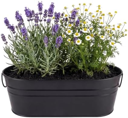 Buzzy Seeds Chamomile & Lavender Zen Grow Kit, Metal Windowsill Planter - Image 4