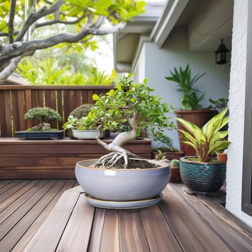 SQOWL 12 Inch Bonsai Pots - Shallow Ceramic Planter for Indoor Plants Outdoor, Large Succulent Pots with Drainage Hole and Saucer, Round Planter Bowl, Porch Decor, Gifts for Plant Lover, Blue - Image 3