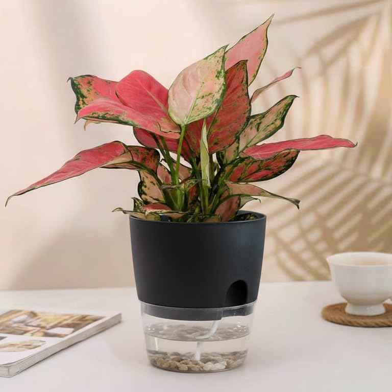 Vanavazon 6 Inch Self Watering Pots for Indoor Plants African Violet Pots - Image 6