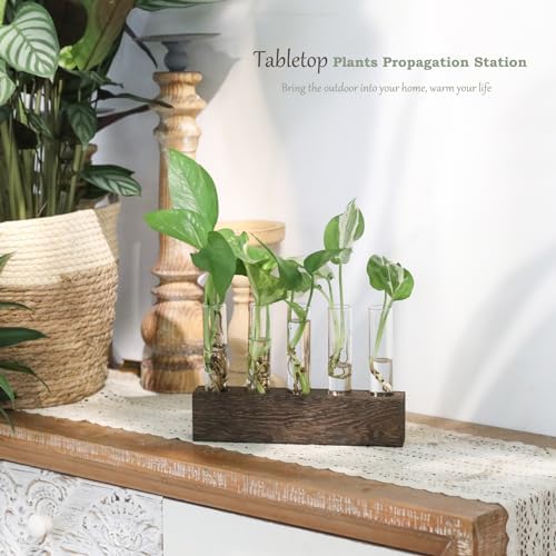KAXYEW Desktop Glass Plant Propagation Station Test Tube Plant Terrarium in Wooden Stand for Hydroponic Plants Cutting Office Home Decoration Gift for Women (5 Test Tubes-BR) - Image 4