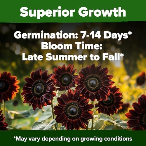 HOME GROWN Chocolate Cherry Sunflower Seeds, 75 Seeds, Helianthus annuus - Image 5