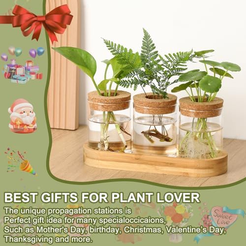 Plant Propagation Stations,3 Pcs Glass Vases with Wooden Stand &Lid - Image 3