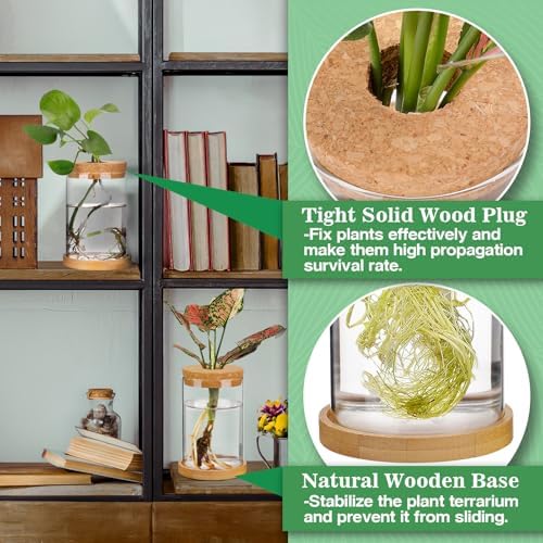 Biggun 2 Pcs Glass Plants Propagation Stations for Home Office Decor - Image 6