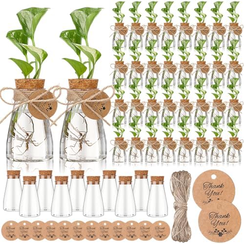 Baderke 12 Pack 3.35'' Plastic Plant Propagation Stations with Hole Lid Planter Vase Clear Propagation Jars with Thank You Tags for Plant Lover Gifts for Women Office Home Garden by Baderke