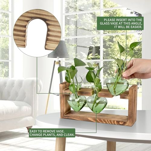 Plant Terrarium Propagation Stations Hydroponics - Image 2