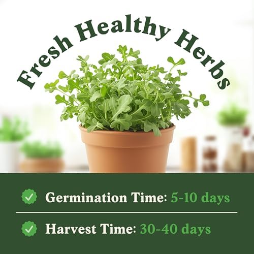 Seedboy Organic Non-GMO Herb Seeds for Planting (Slow Bolt Arugula) - Image 3
