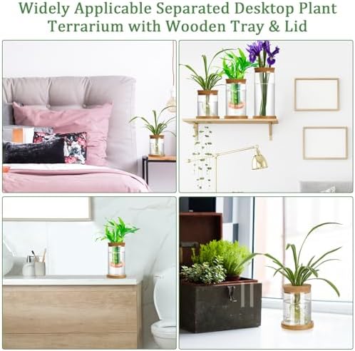 Maxcheck 3 Pcs 3 Sizes Plant Propagation Station Separated Glass Plant Terrarium Water Hydroponic Planter Holder with Lid and Wooden Stand Propagation Vase Pot for Home Indoor Office(Various Sizes) - Image 6