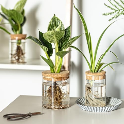 Glass Plant Propagation Stations for Plants – Set of 4(2 Large & 2 Small) Hydroponic Vases for Plant Cuttings,Flower Arrangements, Home & Office Decor–Desktop Vases for Living Room, Bedroom (4) - Image 7