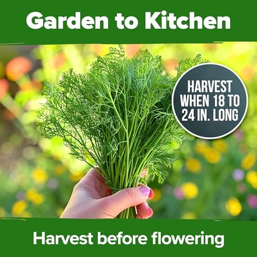 HOME GROWN Bouquet Dill Seeds, 1,014 Seeds, Anethum graveolens - Image 7