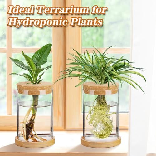Biggun 2 Pcs Glass Plants Propagation Stations for Home Office Decor - Image 4