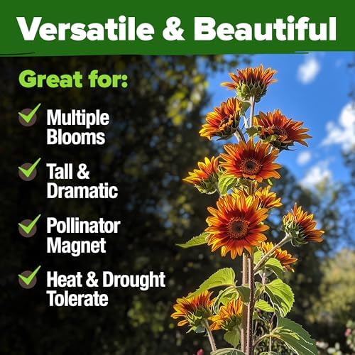 HOME GROWN Autumn Beauty Sunflower Seeds, 40 Seeds, Helianthus annuus - Image 6