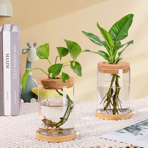Biggun 2 Pcs Glass Plants Propagation Stations for Home Office Decor - Image 3