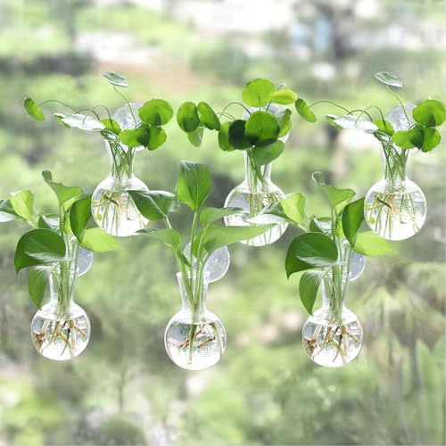 Bunmery 6 pcs Window Propagation Stations, Easy to Install Plant Propagation Bulbs with Suckion Cups, No Nails Wall Hanging Planter Propagation Station, Glass Plant Terrarium Vase by Unknown
