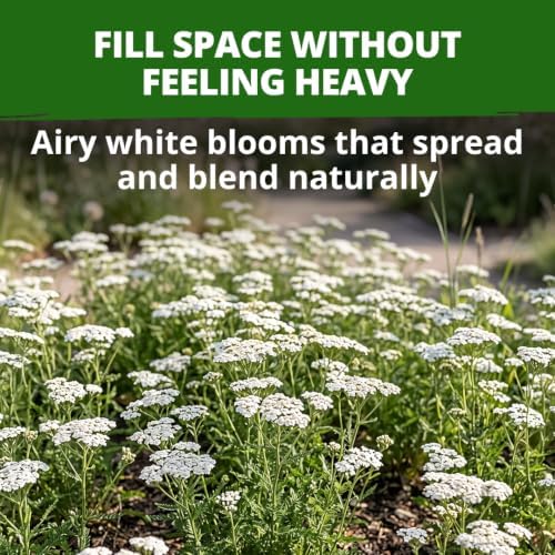 HOME GROWN White Yarrow Seeds, 8,000 Seeds, Achillea millefolium - Image 2