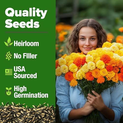 HOME GROWN Petite French Marigold Seeds, 329+ Seeds, Tagetes patula - Image 2