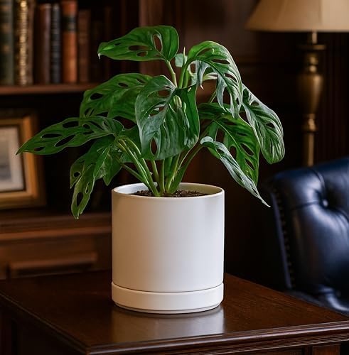 D'vine Dev 6.5 Inch Ceramic Planter Pot, White, 94-O-C-1 - Image 2